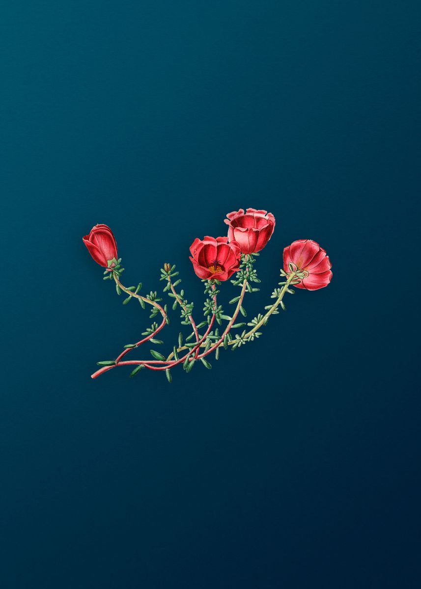 'Gillies Purslane Flower' Poster by Holy Rock Design | Displate