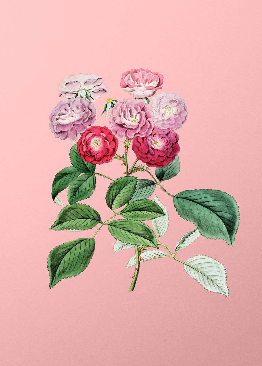 ‘Seven Sisters Rose on Pink’ Poster by Holy Rock Design | Displate