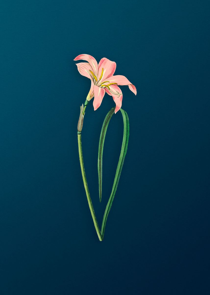 'Spofforth Zephyranthes' Poster by Holy Rock Design | Displate