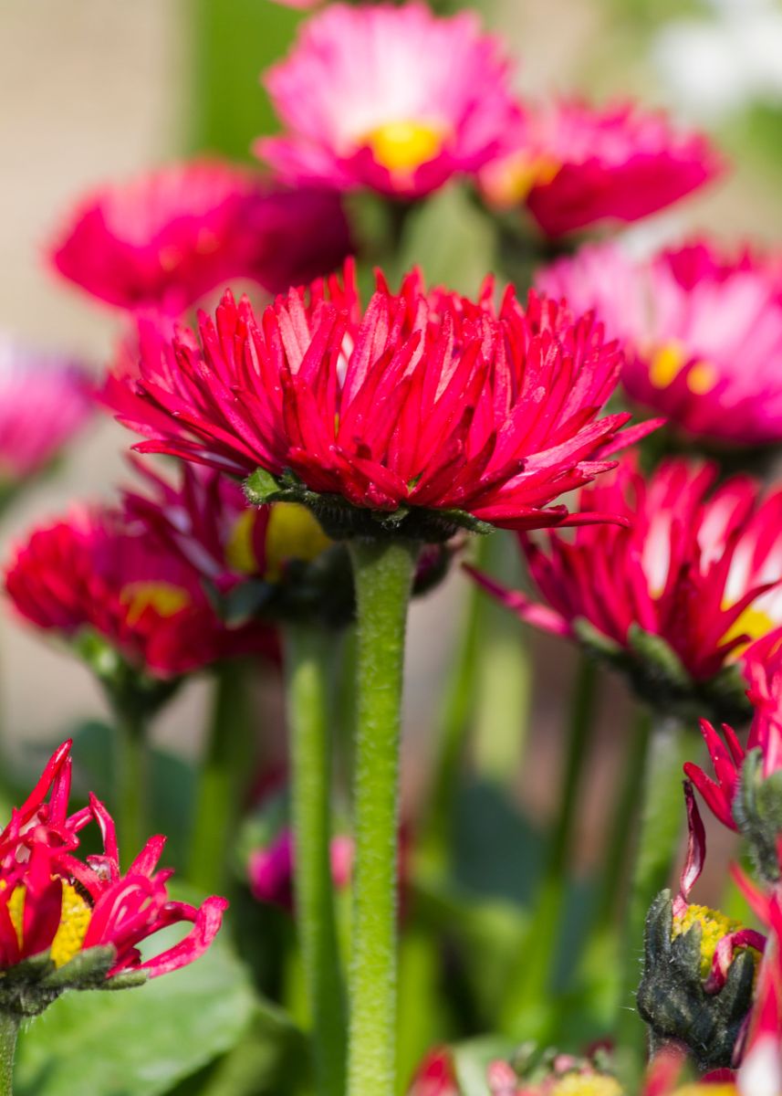 #39 bellis perennis daisy #39 Poster picture metal print paint by Ornella