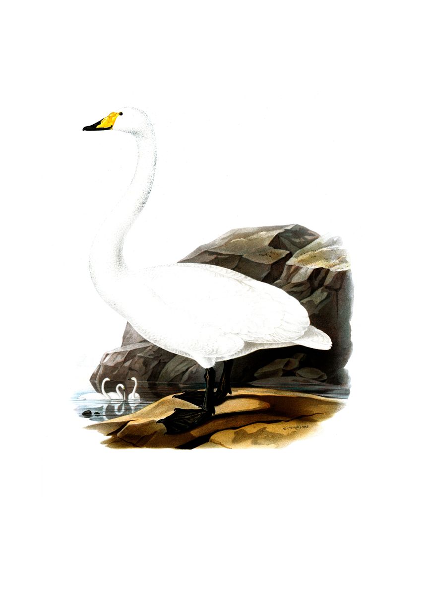 BB127 Mute Swan male Vintage Poster White Swan Antique Print Vintage Birds Poster White Swan Retro Print