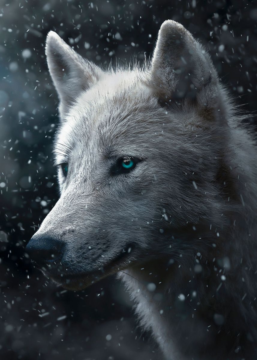'white Wolf blue eyes art ' Poster, picture, metal print, paint by mk ...