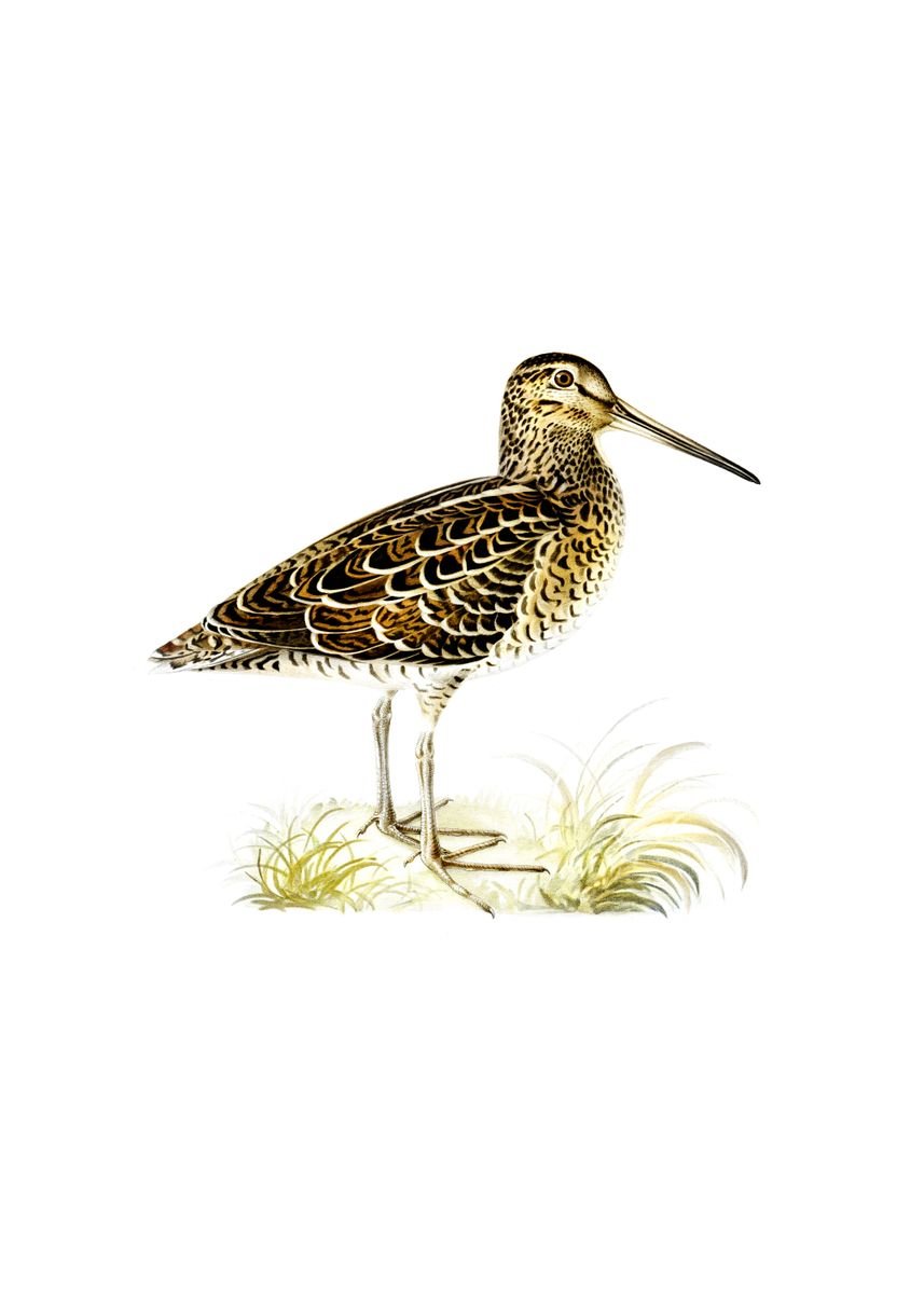 'Vintage Great Snipe Bird' Poster, picture, metal print, paint by Holy ...