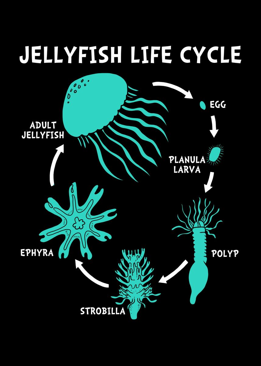 'Jellyfish Life' Poster by FunnyGifts | Displate