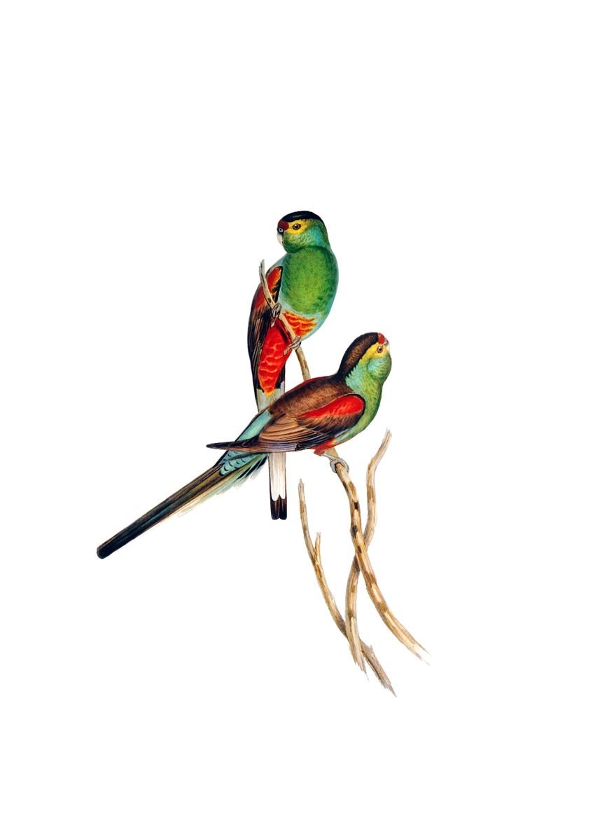 'Beautiful Parakeet Bird' Poster by Holy Rock Design | Displate
