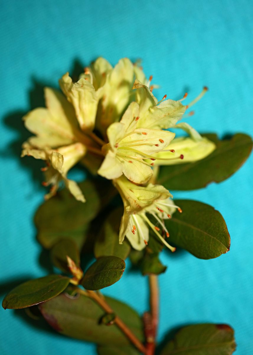 &lsquo;Rhododendron background&rsquo; Poster by BakalaeroZz Photography | Displate