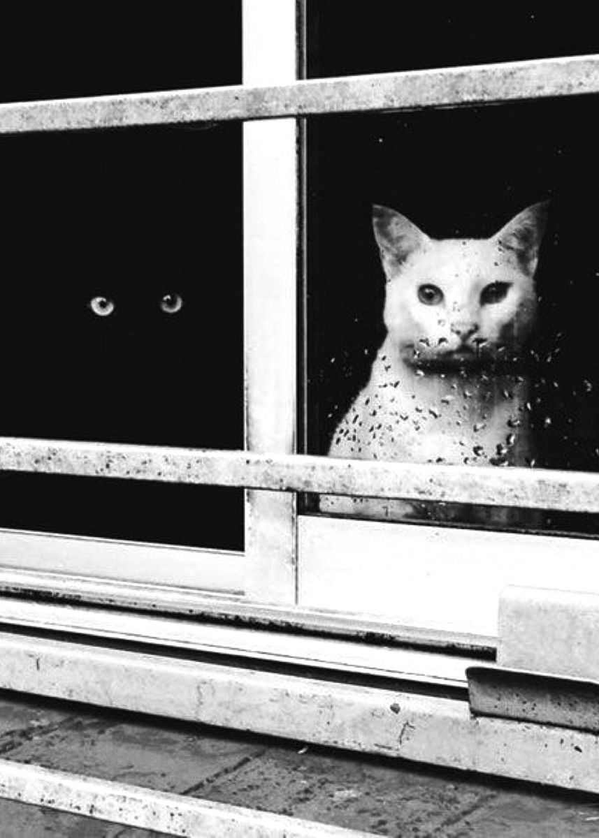'Black and White Cats Rainy' Poster by Adam Amdahl | Displate