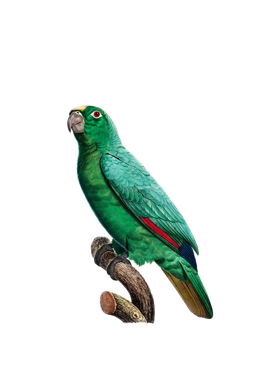 'Yellow Crowned Amazon Bird' Poster by Holy Rock Design Displate