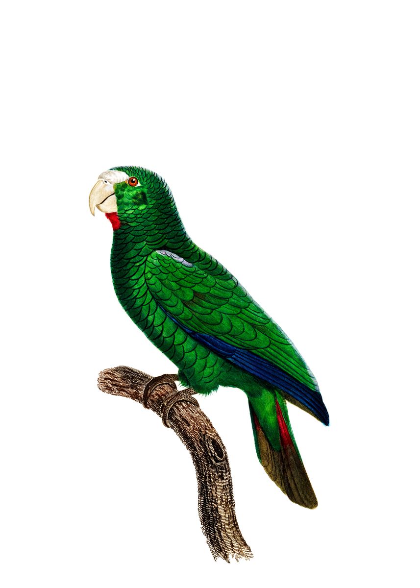 &lsquo;Cuban Amazon Parrot Bird&rsquo; Poster by Holy Rock Design | Displate