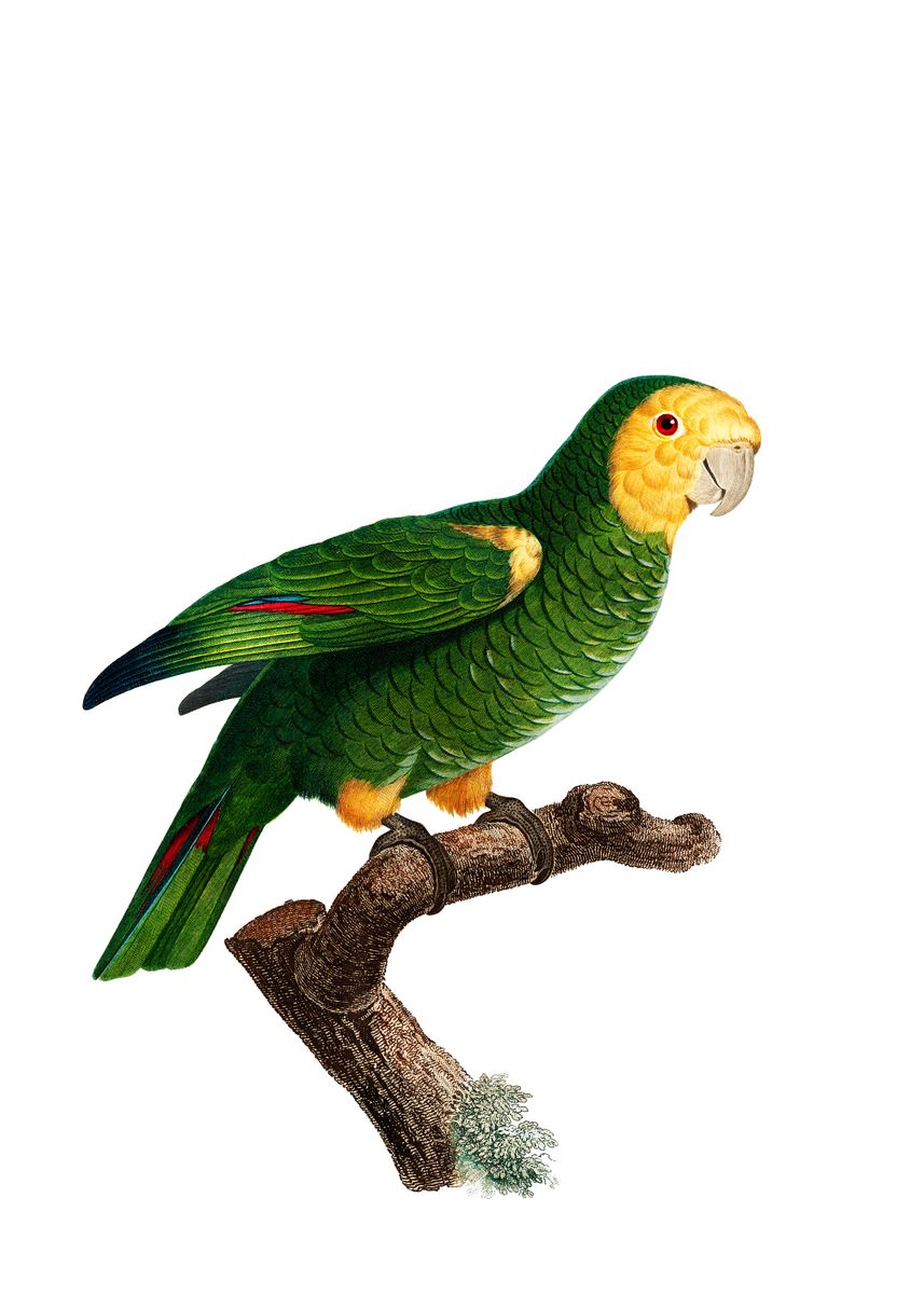 'Yellow Shouldered Parrot' Poster by Holy Rock Design | Displate