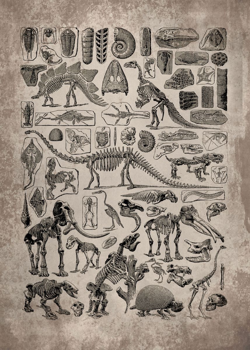 'Vintage Paleontology Art ' Poster, picture, metal print, paint by ...