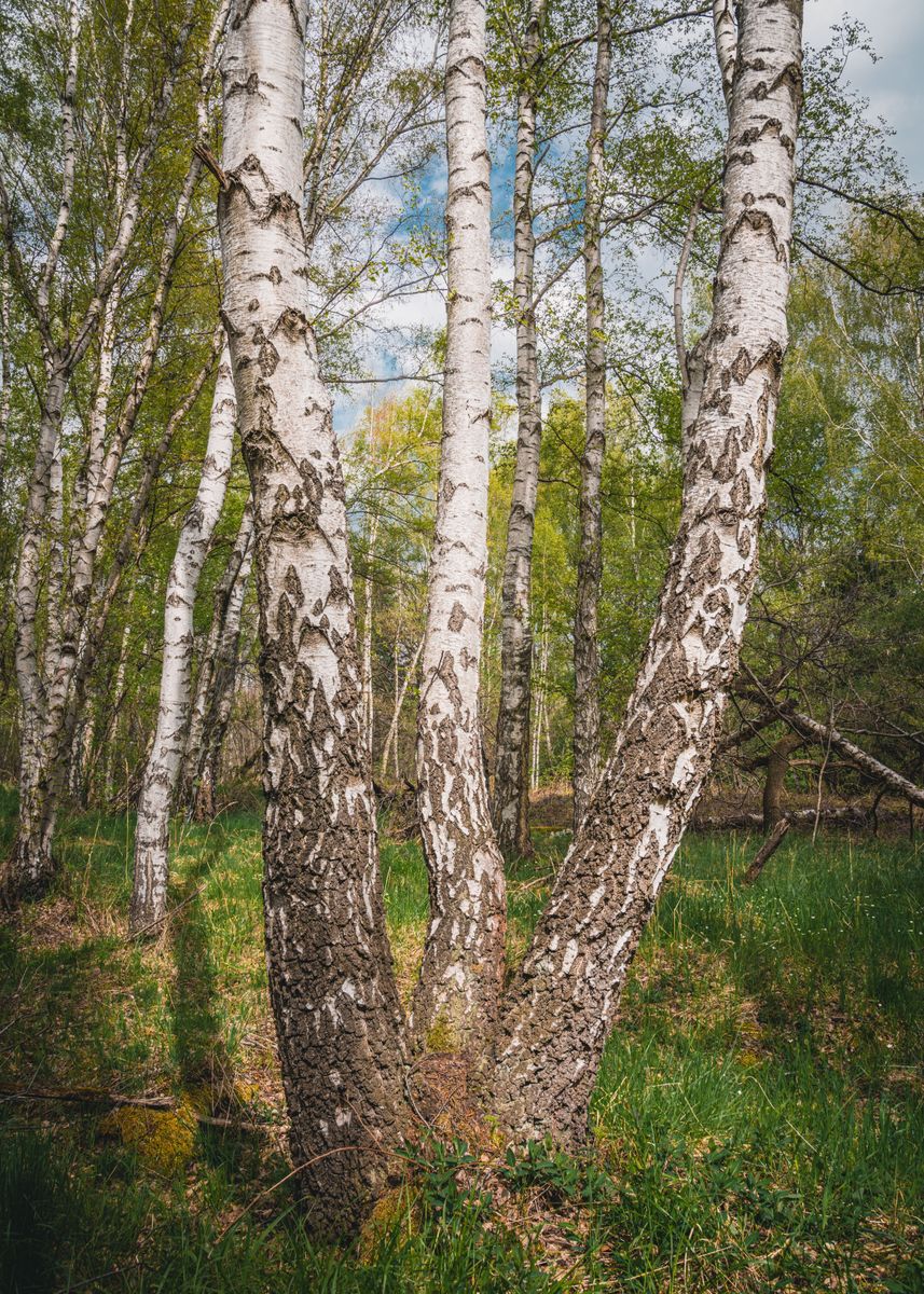 ' Birch at Spring' Poster, picture, metal print, paint by Steffen ...