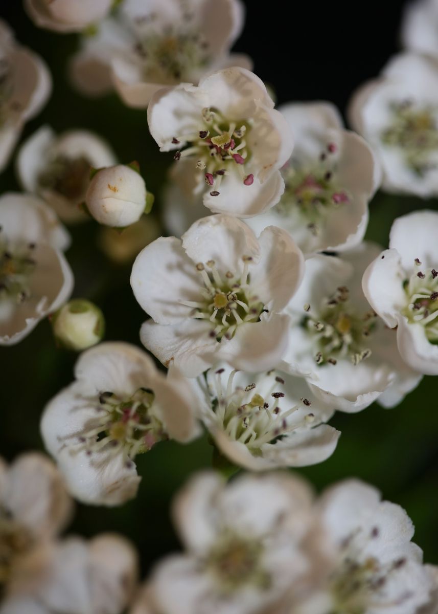 ‘White flower blossoming’ Poster by BakalaeroZz Photography | Displate