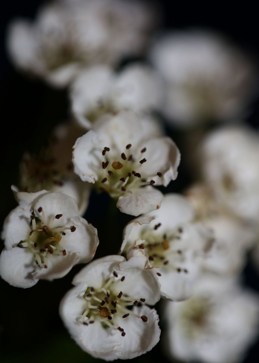 ‘White flowers blossoming’ Poster by BakalaeroZz Photography | Displate