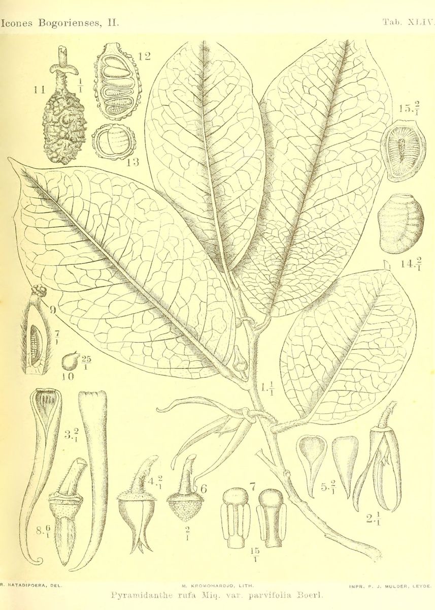 'Pyramidanthe rufa' Poster, picture, metal print, paint by DianeFFlower ...