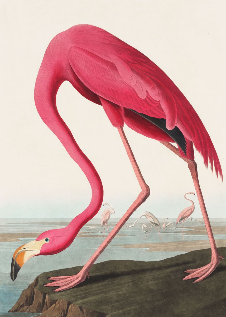 Flamingo from Birds ' Poster, picture, metal print, paint by Queensy Collin