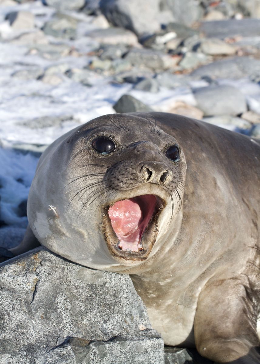 'Seal Poster' Poster by Milena Woodcock Displate