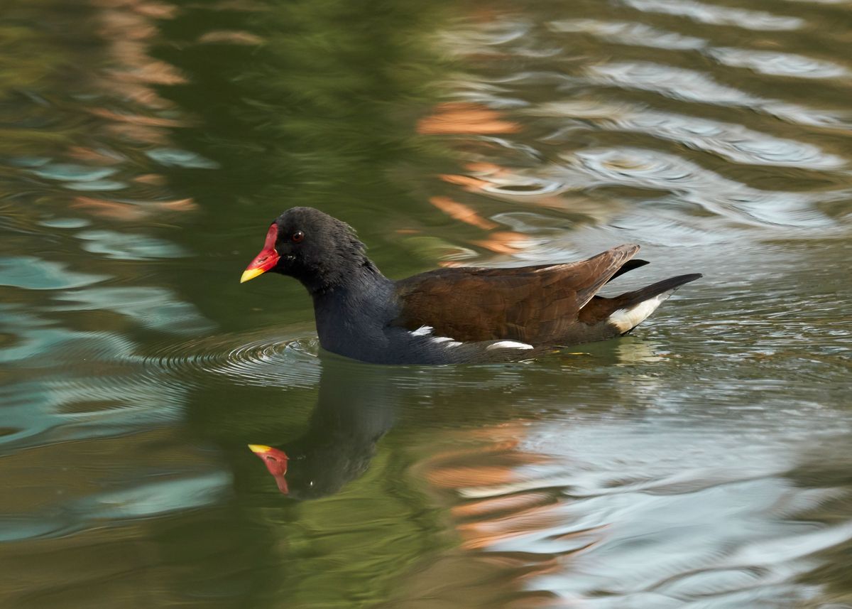 'moorhen duck on lake' Poster by Ornella Bonomini Displate