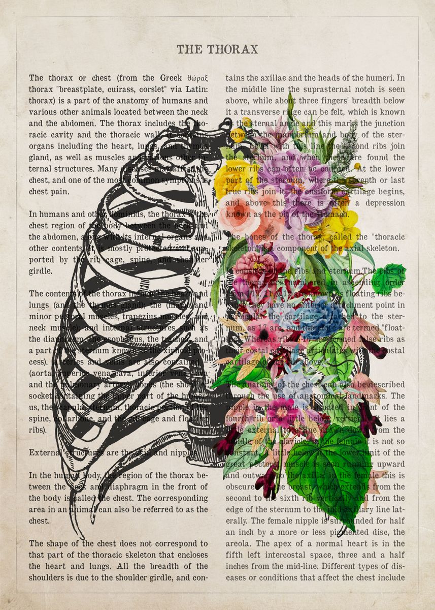 'Thorax Flower Anatomy' Poster, picture, metal print, paint by Aged