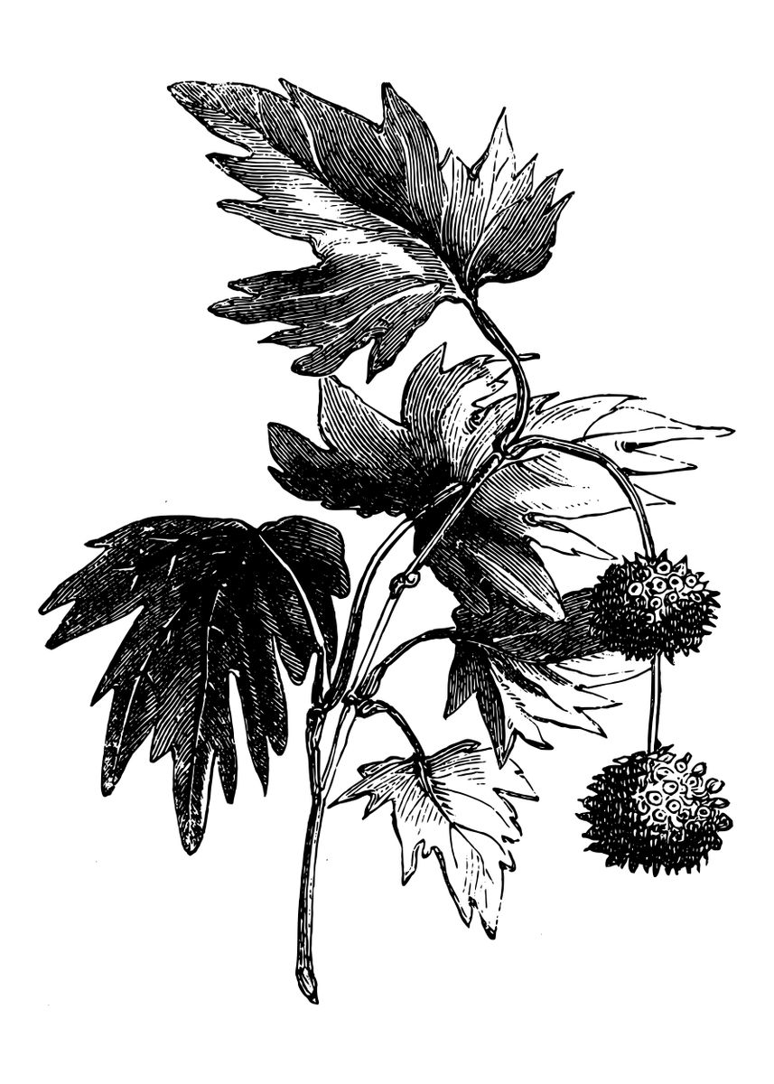 'Oriental Plane' Poster by Josh B Displate