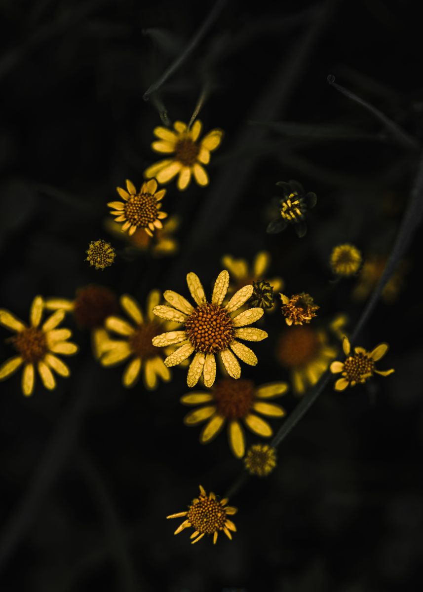 'Dark Daisies' Poster, picture, metal print, paint by Marcel Bisig