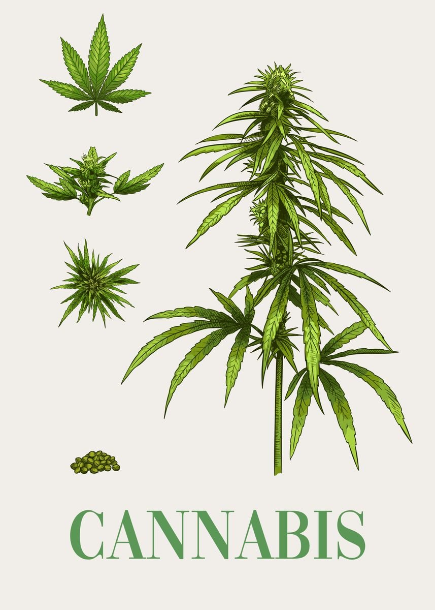 'Cannabis Plant THC Weed' Poster, picture, metal print, paint by ...