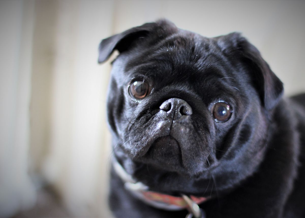 small black pug