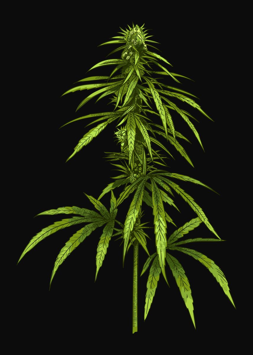 'cannabis Plant Weed Thc' Poster By Dkdesign 