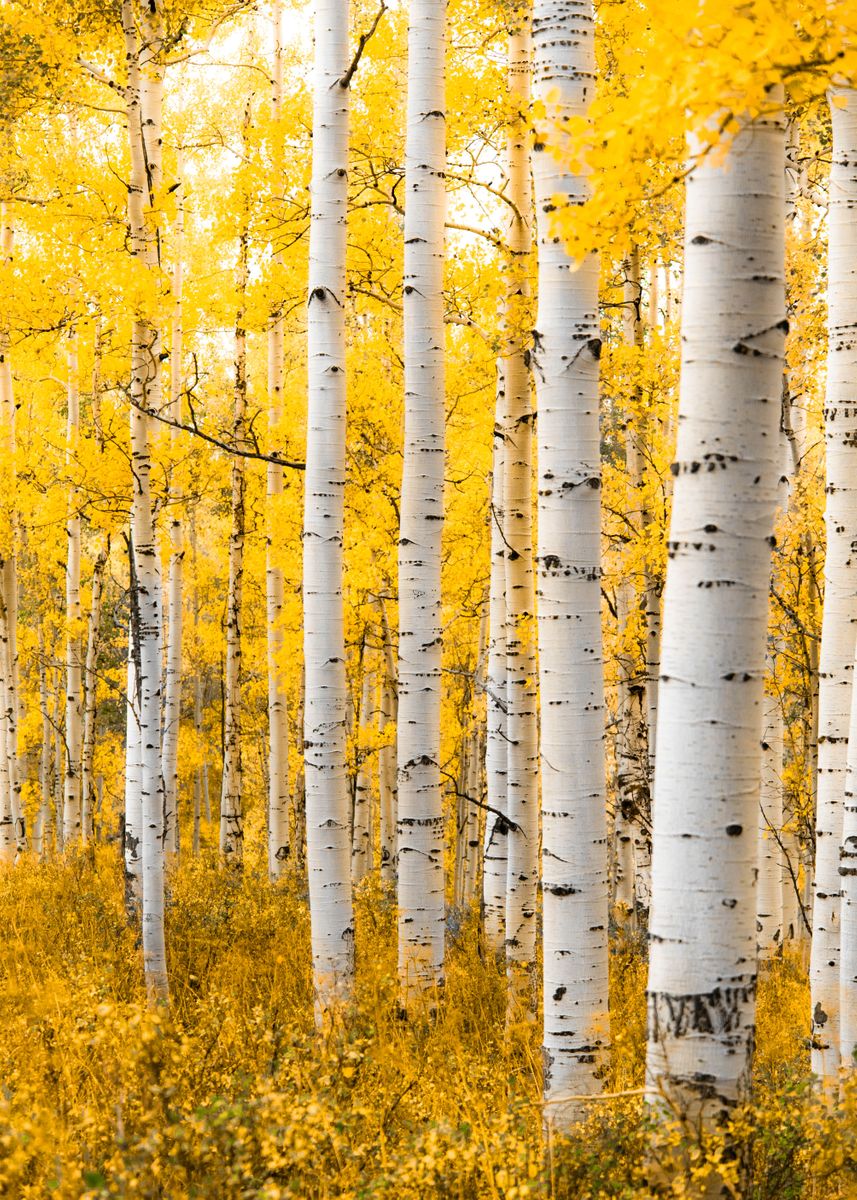 'Yellow Forest' Poster, picture, metal print, paint by Lucas Moore ...