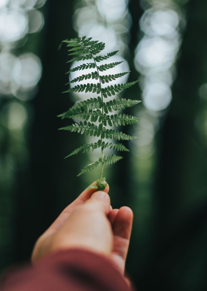 'Fern' Poster, picture, metal print, paint by 19thpic | Displate