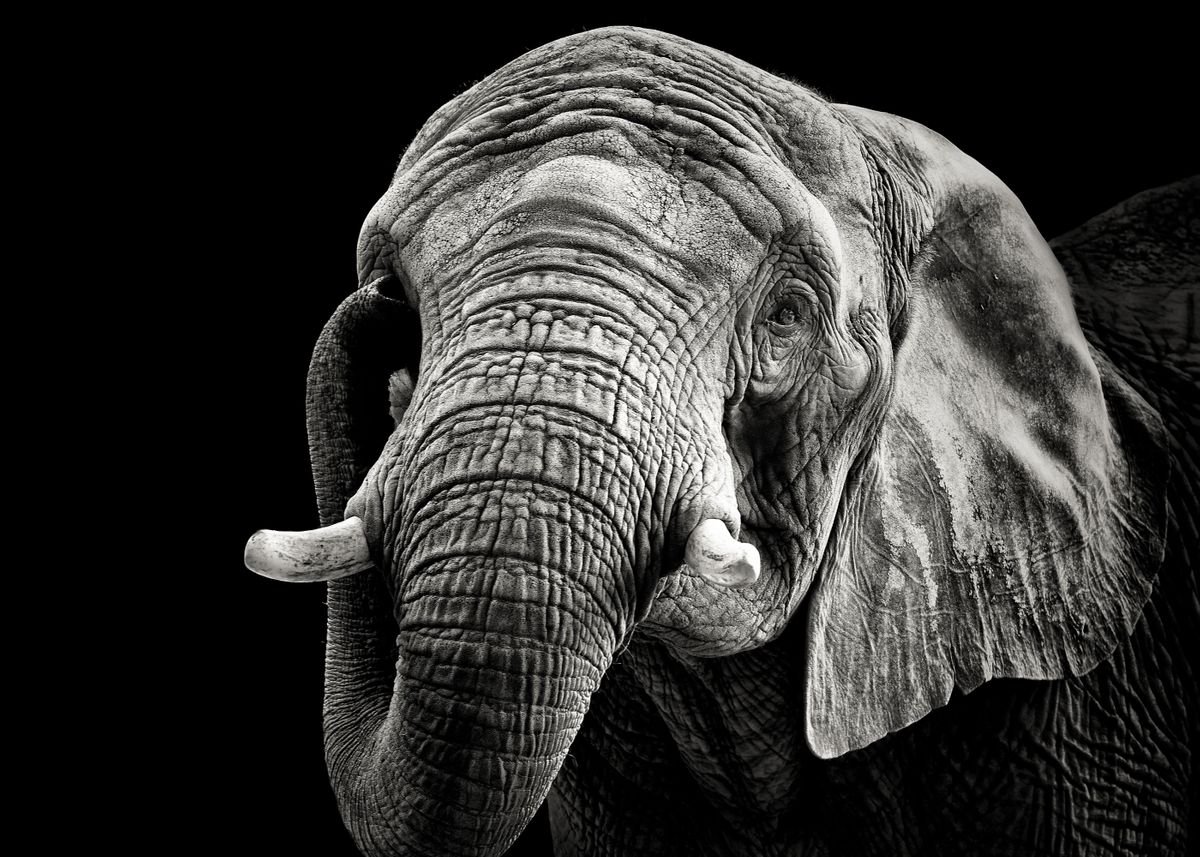 Портрет слона