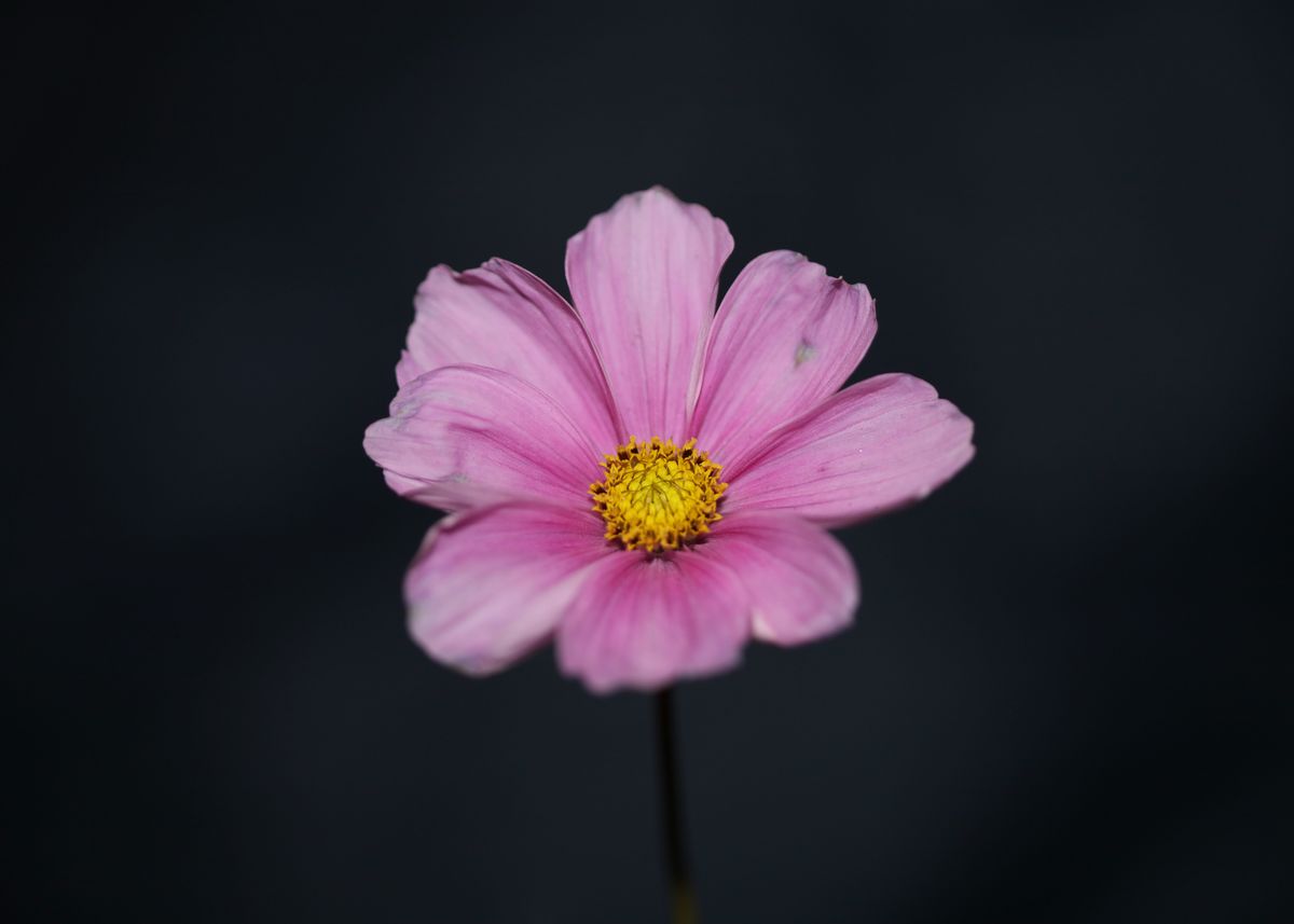 'Purple cosmos flower macro' Poster by BakalaeroZz Photography | Displate