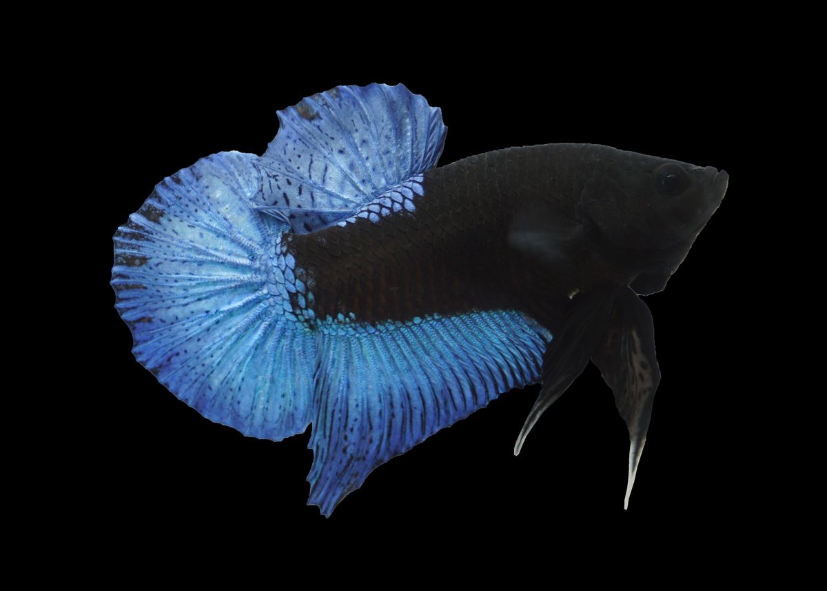 blue black light betta