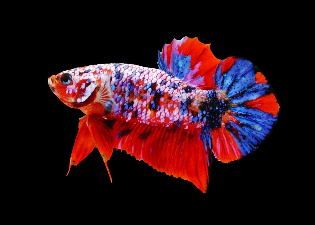 koi galaxy betta fish