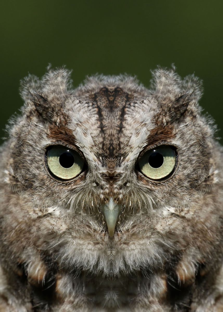 baby eastern screech owl