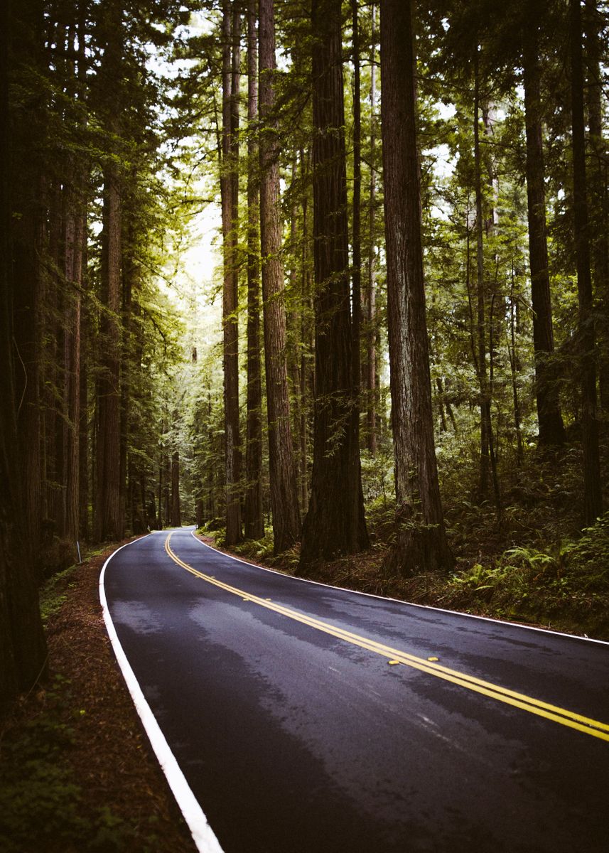 'Avenue of the Giants' Poster, picture, metal print, paint by Garrett ...