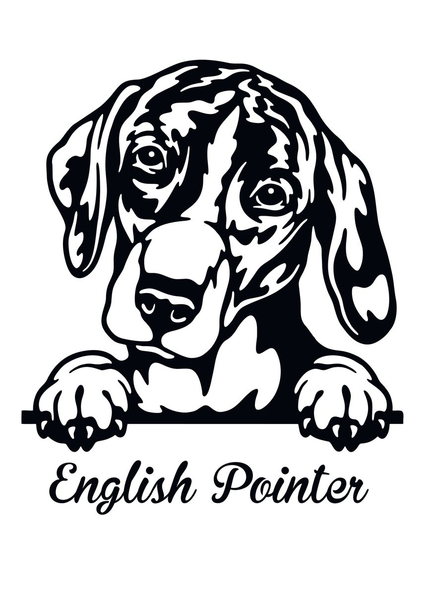 &lsquo;English Pointer&rsquo; Poster by Color My Wall | Displate