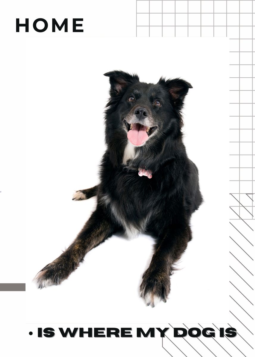 'Home is where my dog is' Poster by Ardrey Dota Displate