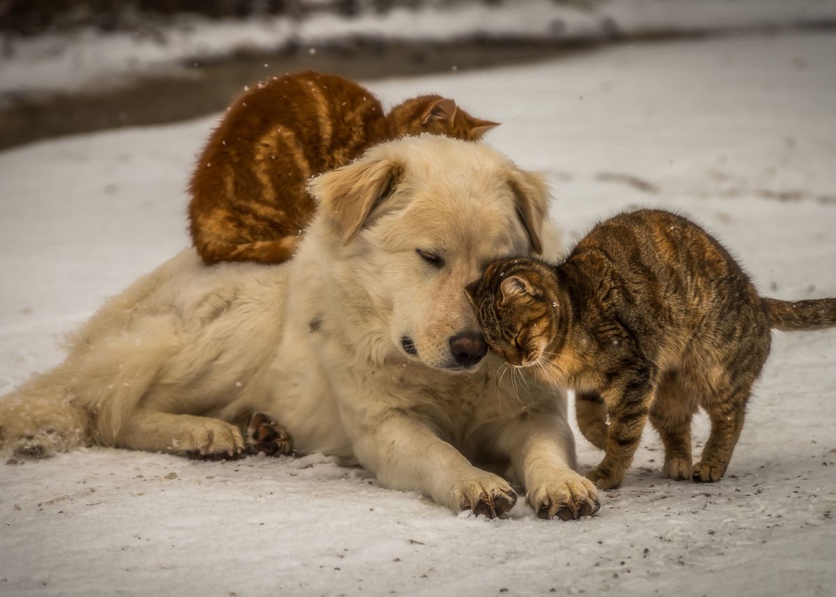 Street Dog and Cat