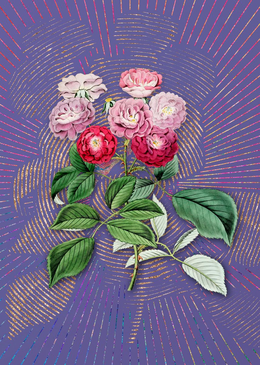 ‘Seven Sisters Rose Purple’ Poster by Holy Rock Design | Displate