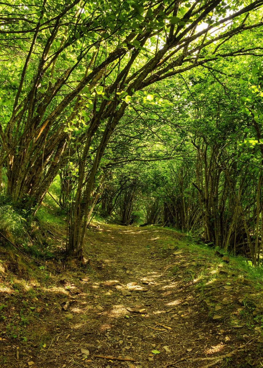 'A path in the beech forest' Poster by Vicen Design | Displate