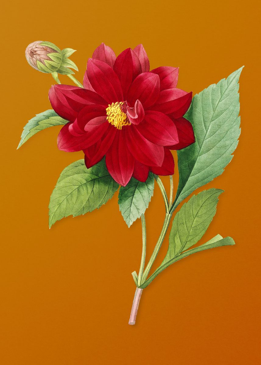 'Vintage Double Dahlias' Poster by Holy Rock Design | Displate