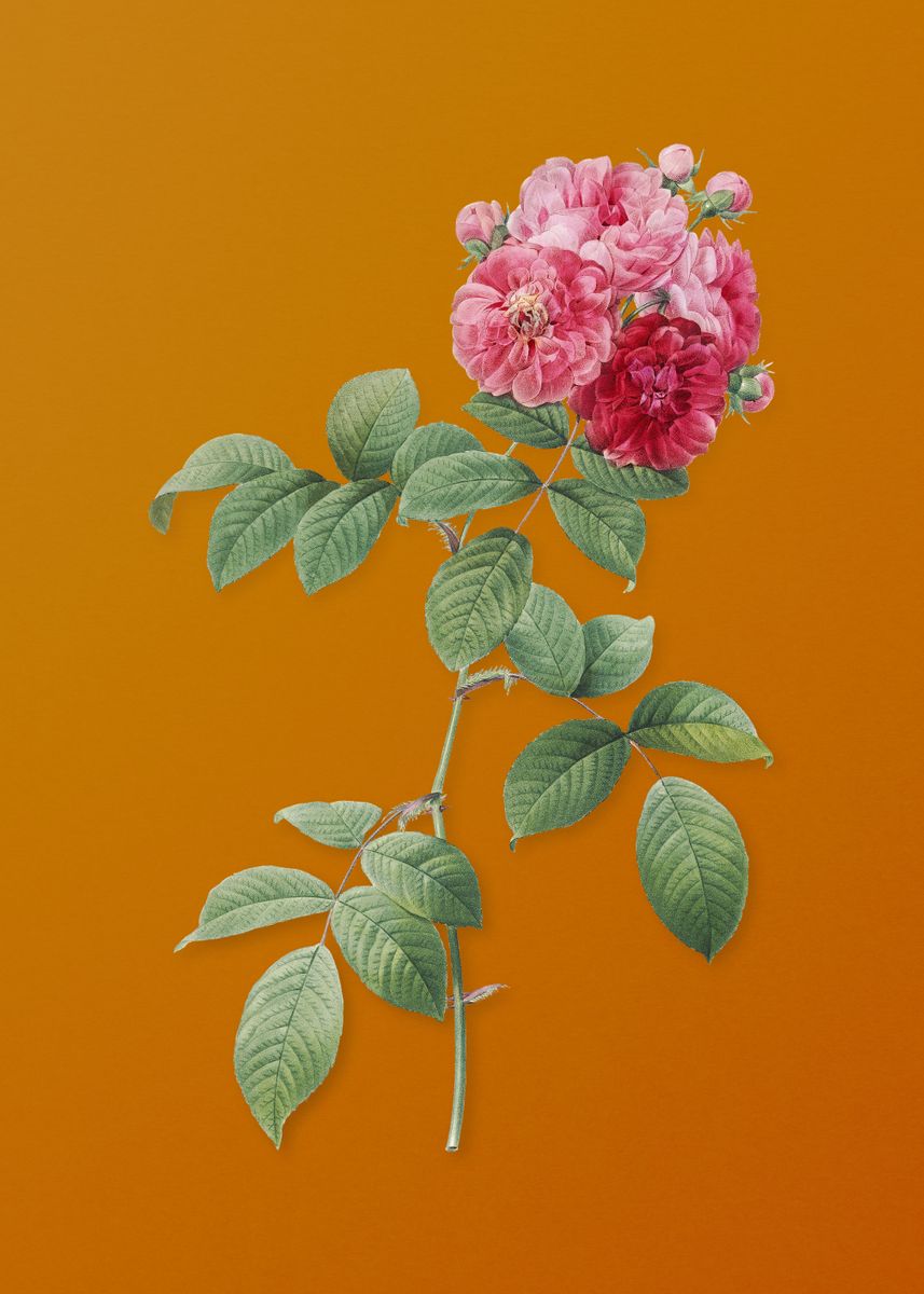 ‘Seven Sisters Roses Flower’ Poster by Holy Rock Design | Displate