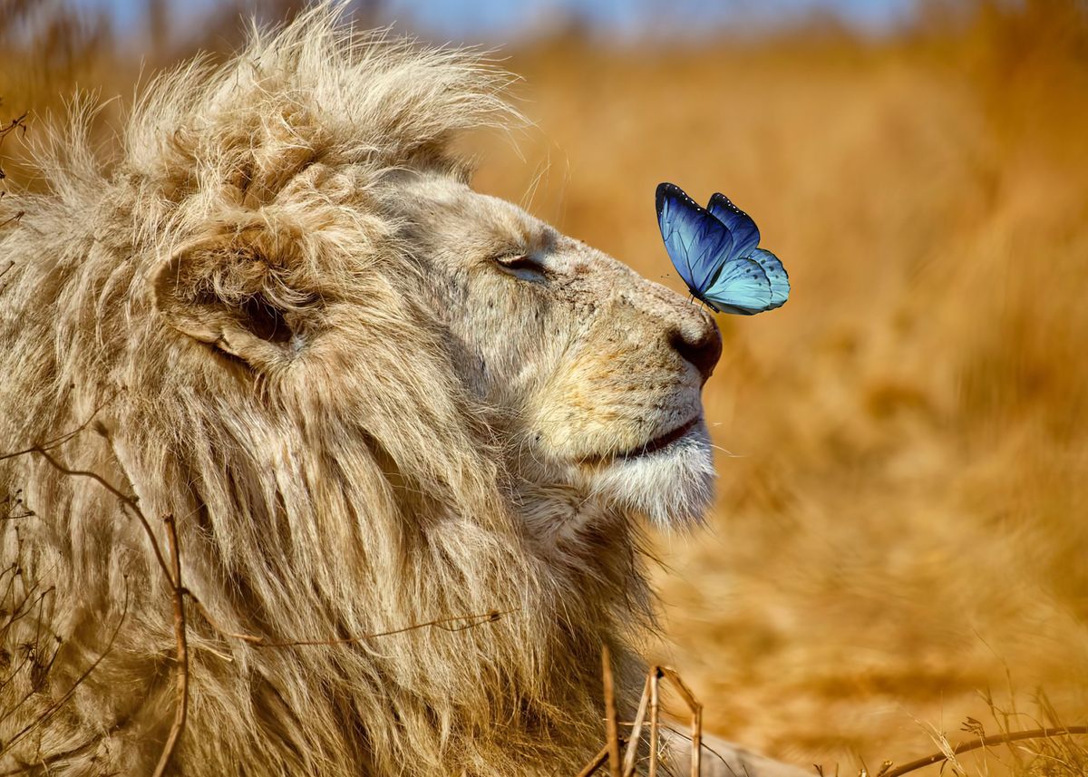 'LION AND BUTTERFLY' Poster by Osvaldo Ramos Artist Displate