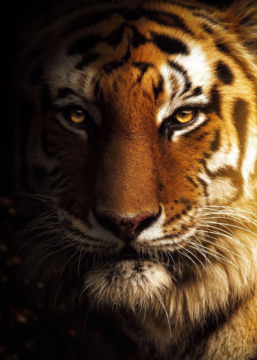 images of tigers face