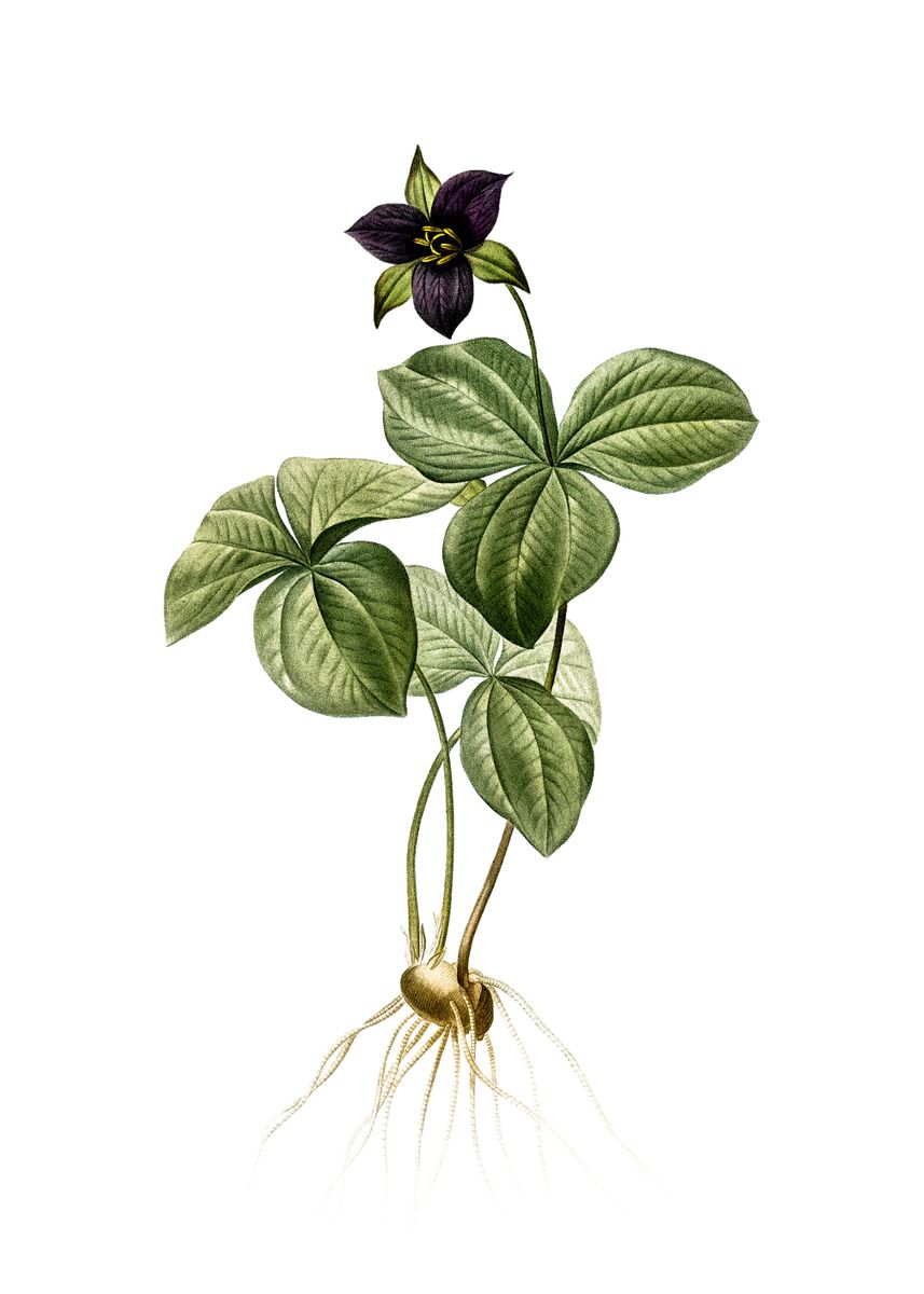 'Trillium Rhomboideum' Poster by Holy Rock Design Displate