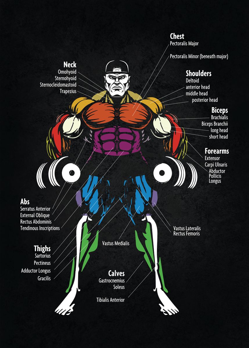 muscle chart anatomy poster        <h3 class=