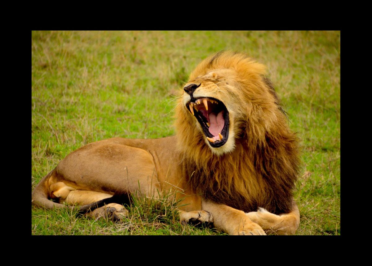 'Lion' Poster by Sebastian Wünsche | Displate