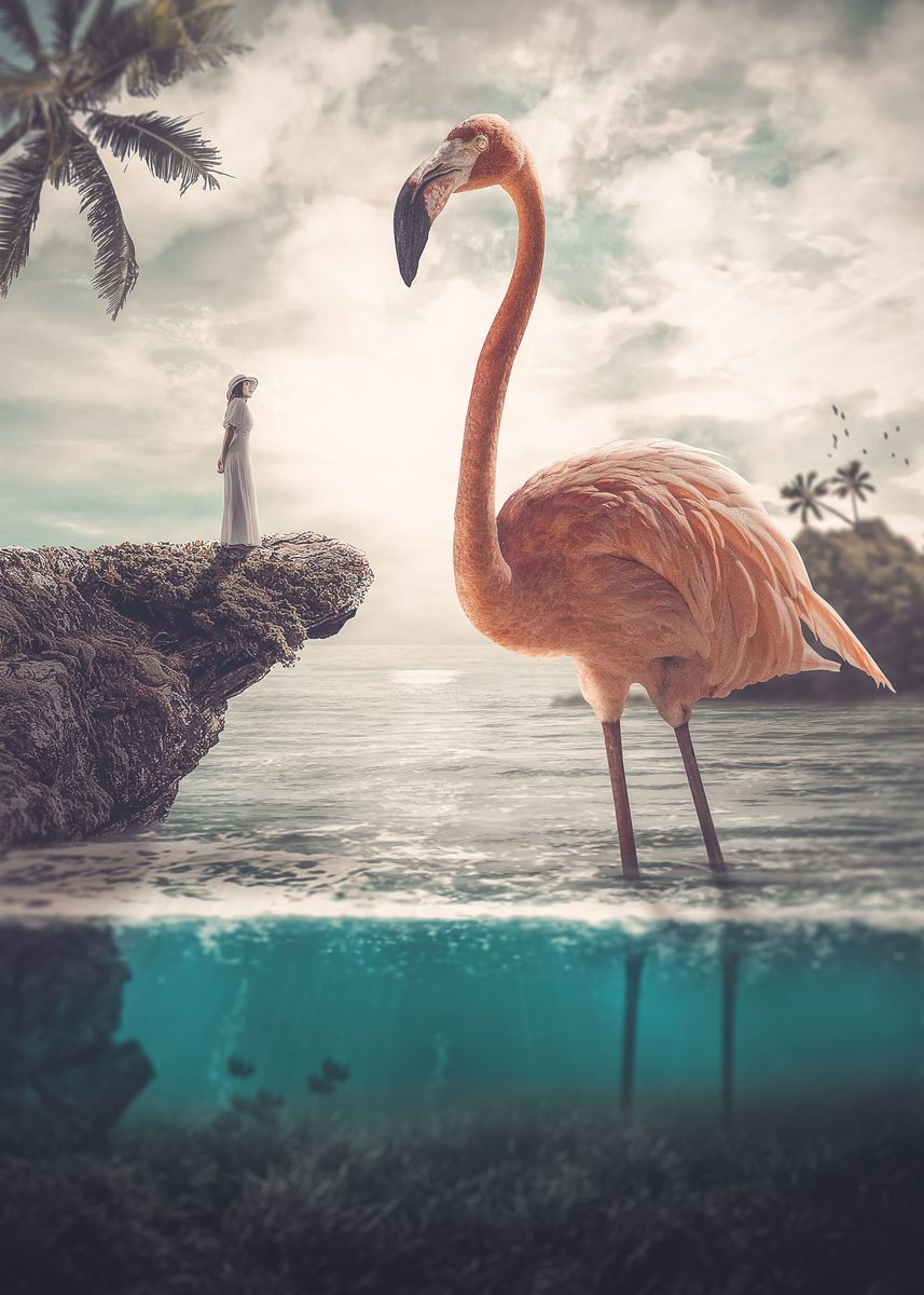 Curious Flamingo