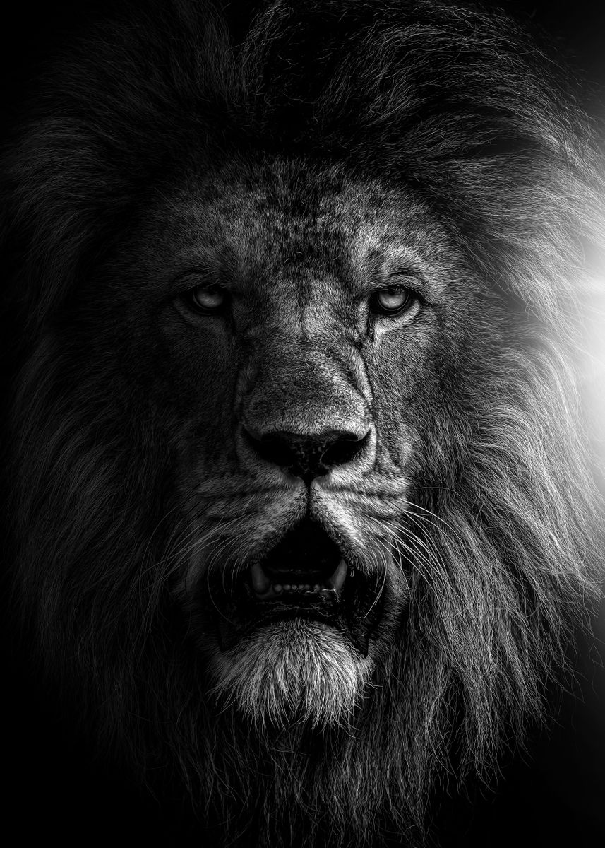 black and white lion ' Poster by MK studio | Displate